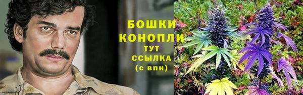 шишки Корсаков